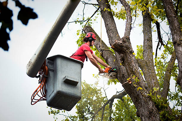 Tree Branch Trimming in Auburn, WA